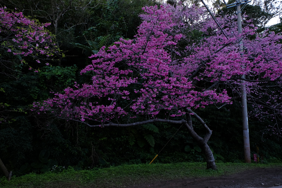 桜まつり